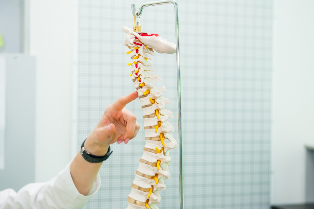 Diagram of Spine